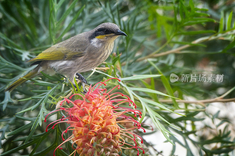 黄脸蜜鸭(Caligavis chrysops)